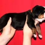 Swiss Mountain Dog kutya fajta leírását, a természet kölykök, fotók (hegyi kutya fajta leírás) Leírás Mountain Dog kutyafajta svájci jellegű kölykök, fotók