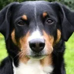Leírás Mountain Dog kutyafajta svájci karakter kölykök fotók (hegyi kutya fajta) Leírás Mountain Dog kutyafajta svájci jellegű kölykök, fotók