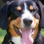 Leírás Mountain Dog kutyafajta svájci jellegű kölykök, fotó (Mountain Dog fotó) Leírás Mountain Dog kutyafajta svájci jellegű kölykök, fotók