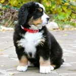 Leírás Mountain Dog kutyafajta svájci jellegű kölykök, fotó (Mountain Dog kölykök fotó) Leírás Mountain Dog kutyafajta svájci jellegű kölykök, fotók