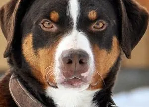 Leírás Mountain Dog kutyafajta svájci karakter kölykök fotók (hegyi kutya fajta) Leírás Mountain Dog kutyafajta svájci jellegű kölykök, fotók