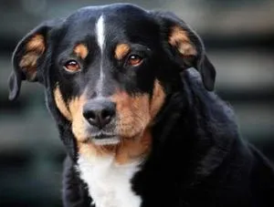 Leírás Mountain Dog kutyafajta svájci karakter kölykök fotók (rock) Leírás Mountain Dog kutyafajta svájci jellegű kölykök, fotók