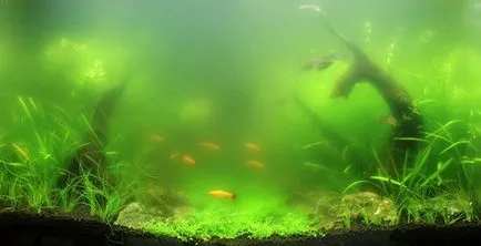 Zöld alga az akváriumban, hogyan kell harcolni és megszabadulni a (akvárium) Zöld alga az akváriumban, hogyan kell harcolni és megszabadulni a