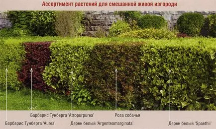 Hedge - ahonnan jobb, hogy értékelje a lehetőségeket, programokat, utasítások (do) Hedge - ahonnan jobb, hogy értékelje a lehetőségeket, programokat, utasítások