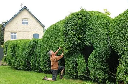 Hedges az ország saját kezűleg milyen növények - áttekintés, lépésről lépésre!