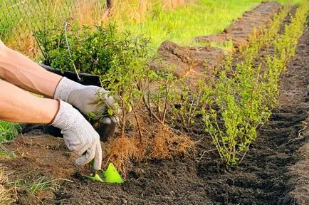 Hedges az ország saját kezűleg milyen növények - áttekintés, lépésről lépésre!