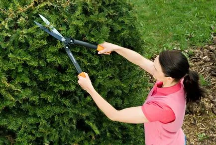 Hedge - ahonnan jobb, hogy értékelje a lehetőségeket, programokat, utasítások (opció) Hedge - ahonnan jobb, hogy értékelje a lehetőségeket, programokat, utasítások