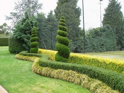 Hedges az ország saját kezűleg milyen növények - áttekintés, lépésről lépésre!