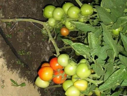 Hőálló paradicsomfajta a leírás és képek (egy persely szár) Hőálló paradicsomfajta egy leírást és fotó