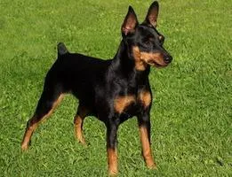 Mi Pinscher Mi Pinscher