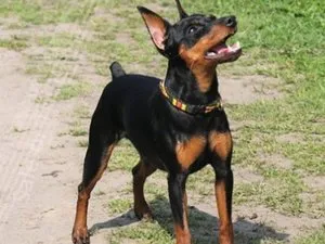 Mi Pinscher