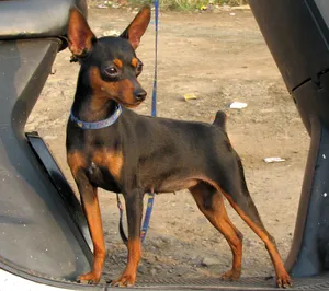 Mi Pinscher