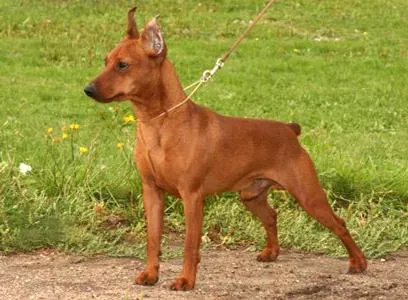 Mi Pinscher Mi Pinscher