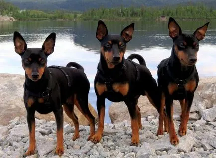 Mi Pinscher