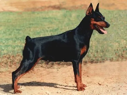 Mi Pinscher