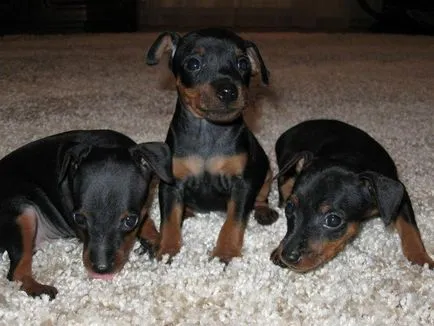 Mi Pinscher