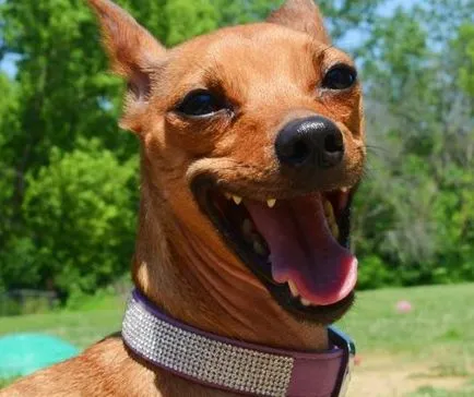 Mi Pinscher