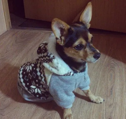 Mi Pinscher