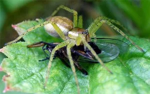 Miért félnek pókok