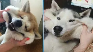 Ki a legszebb macska