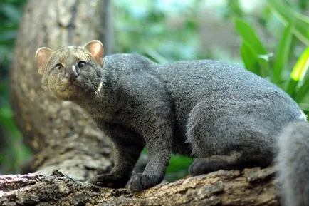 Ritka fajok, mint Ritka fajok, mint