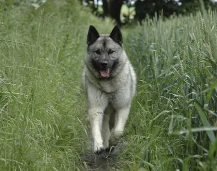 Wild kutyafajták