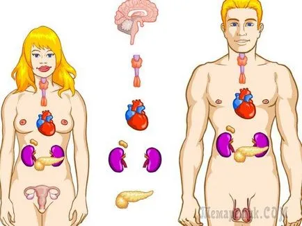 Hormonok felelősek súly Hormonok felelősek súly