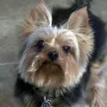 Yorkshire terrier és allergiás rá Yorkshire terrier és allergiás rá
