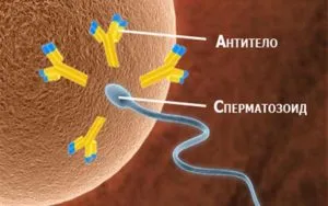 Antisperm elemzés