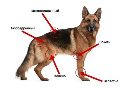 Mi arthritis kutyák Mi arthritis kutyák