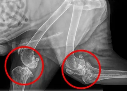 Mi arthritis kutyák Mi arthritis kutyák