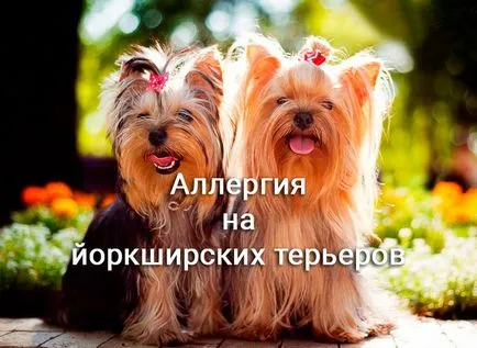 Yorkshire terrier és allergiás rá