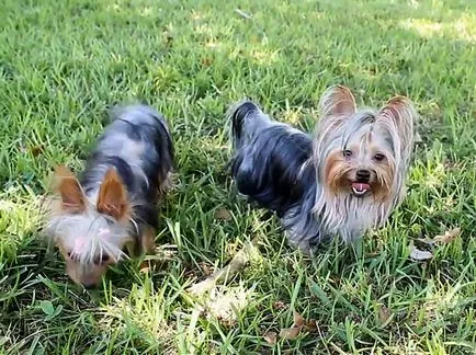 Yorkshire terrier és allergiás rá Yorkshire terrier és allergiás rá