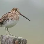 A takarmány szalonka A takarmány szalonka