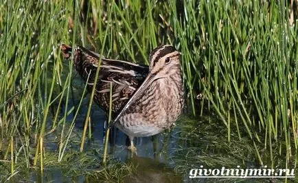 A takarmány szalonka
