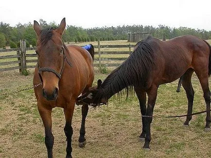 Mindent a lovak és a kezelés Mindent a lovak és a kezelés