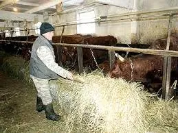 Hogyan takarmány egy tehén