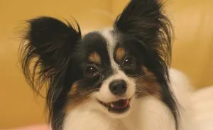 Mit lehet enni Yorkshire terrier