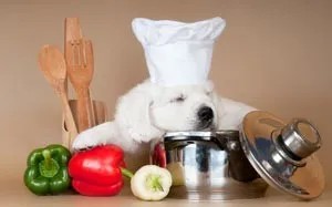 Hogyan törődik egy kiskutya Labrador Hogyan törődik egy kiskutya Labrador