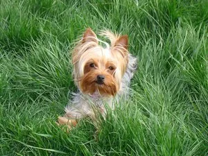 Mit lehet enni Yorkshire terrier Mit lehet enni Yorkshire terrier