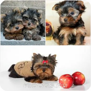 Mit lehet enni Yorkshire terrier Mit lehet enni Yorkshire terrier