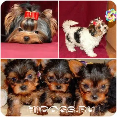 Mit lehet enni Yorkshire terrier Mit lehet enni Yorkshire terrier