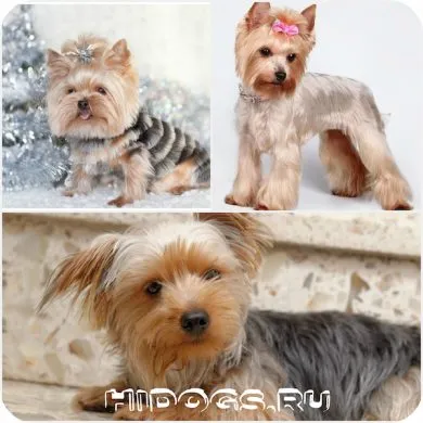Mit lehet enni Yorkshire terrier Mit lehet enni Yorkshire terrier