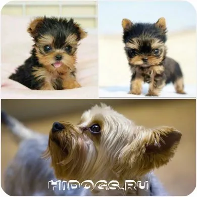 Mit lehet enni Yorkshire terrier Mit lehet enni Yorkshire terrier