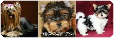 Mit lehet enni Yorkshire terrier Mit lehet enni Yorkshire terrier