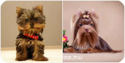 Mit lehet enni Yorkshire terrier Mit lehet enni Yorkshire terrier