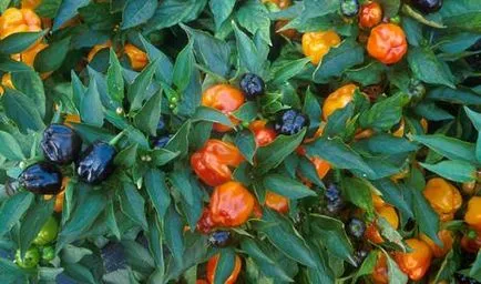Milyen hasznos bolgár paprika