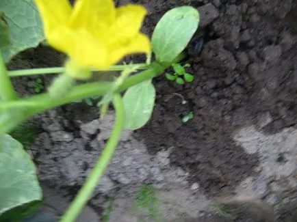 Ha virágzó uborka