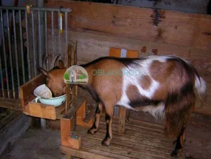 A juhok