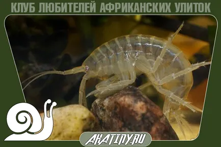 Gammarus mi ez